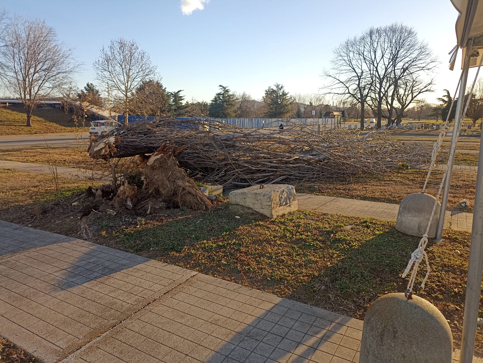Parco pianta sradicata dal vento